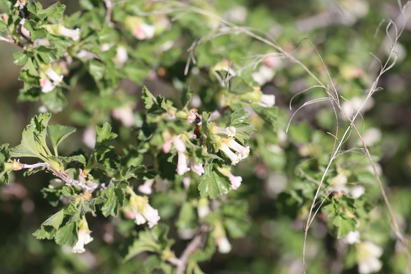 Ribes cereum var. cereum photo 7