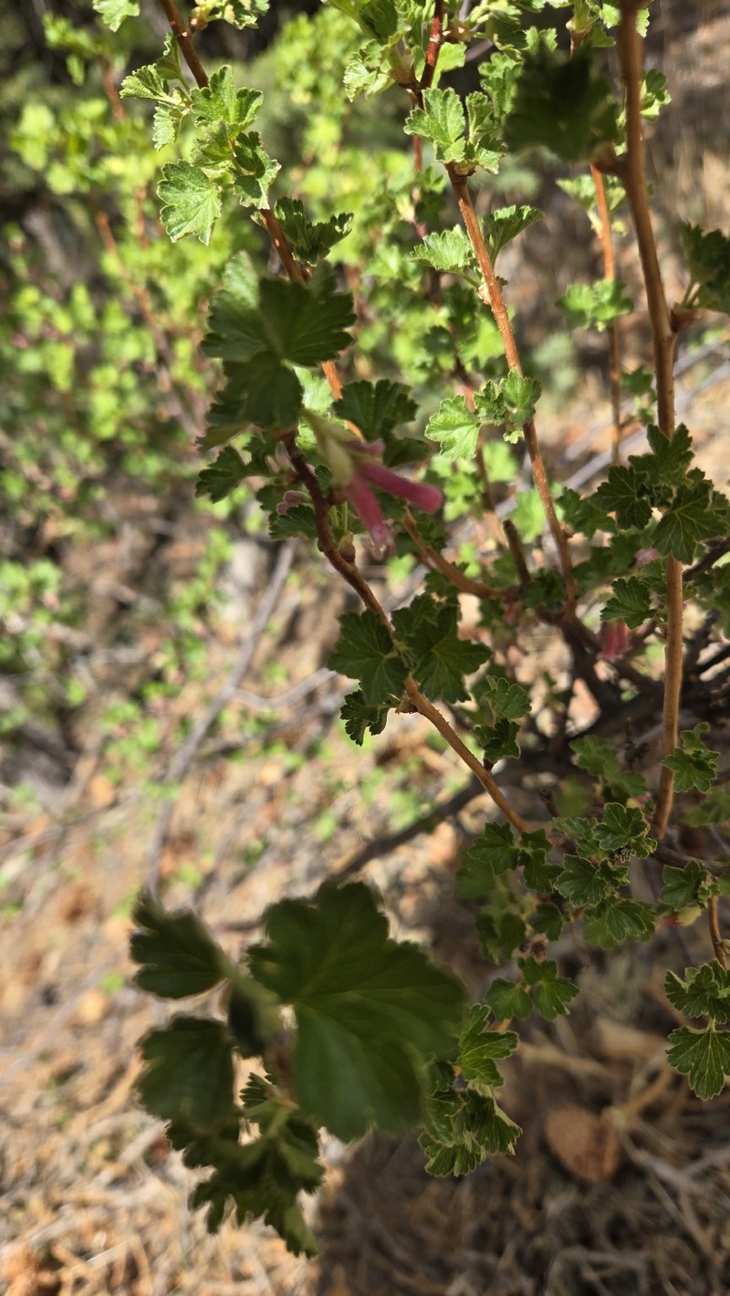 Ribes cereum var. cereum photo 8