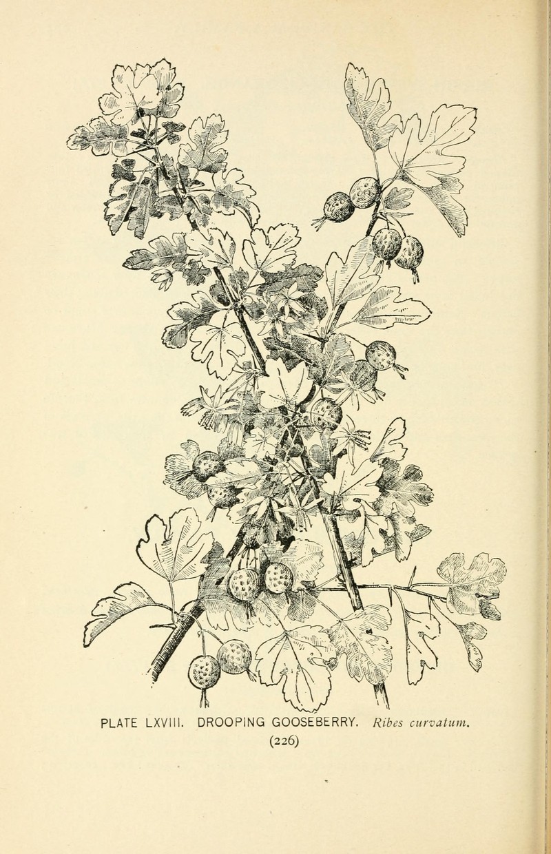 Granite Gooseberry photo 2