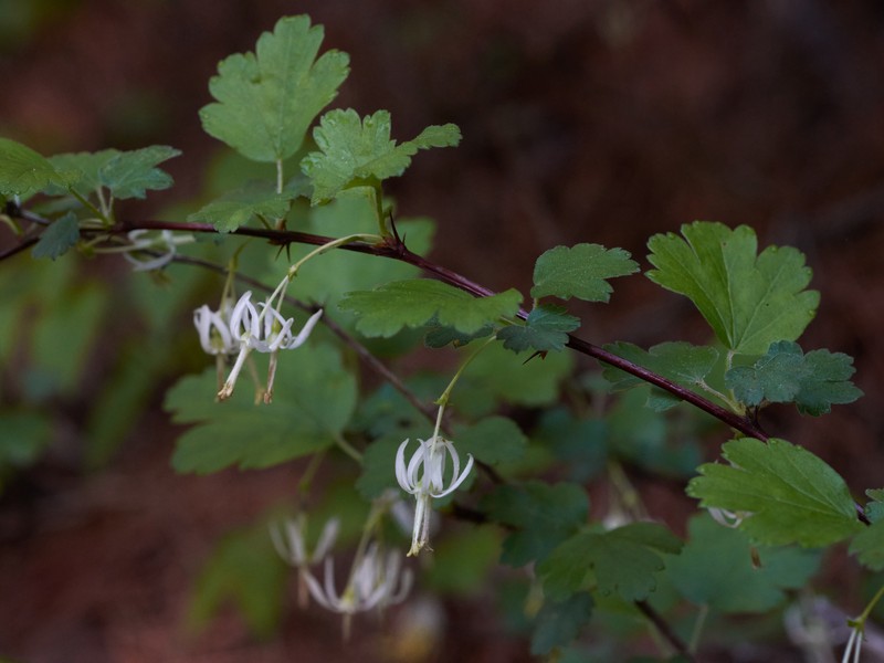 Granite Gooseberry