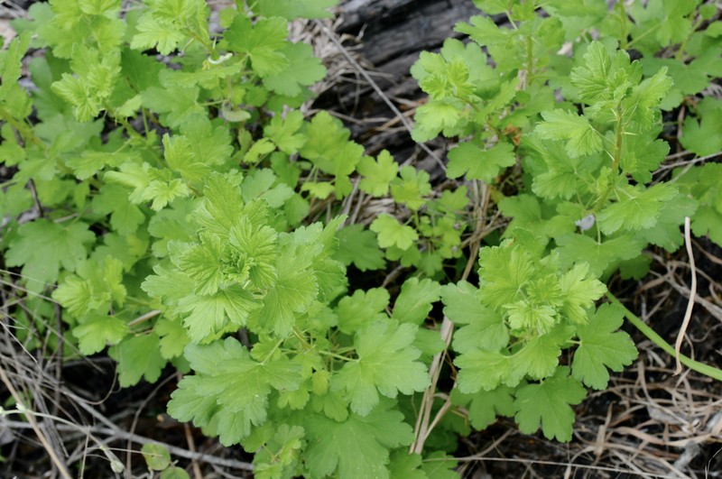 Granite Gooseberry photo 3