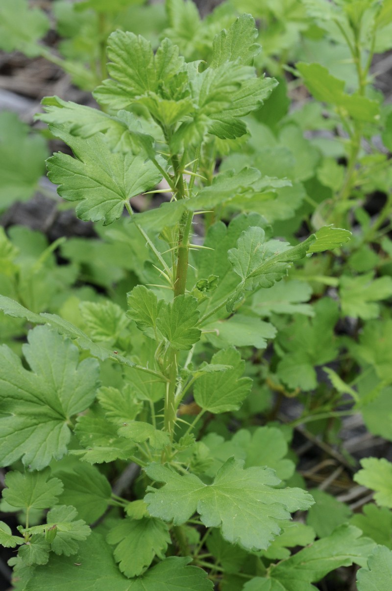Granite Gooseberry photo 4