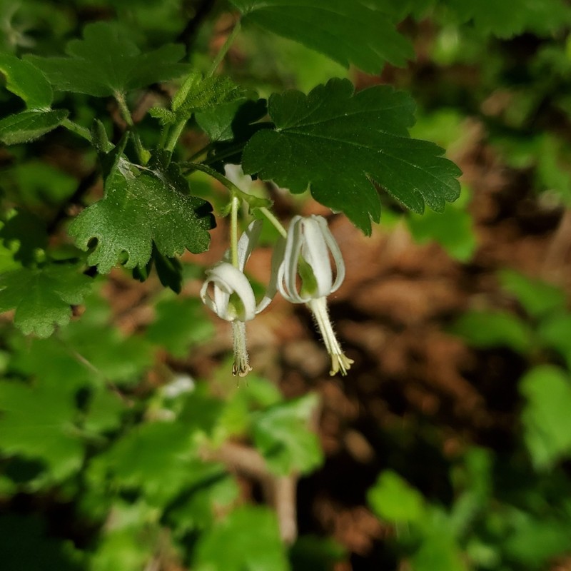 Granite Gooseberry photo 4