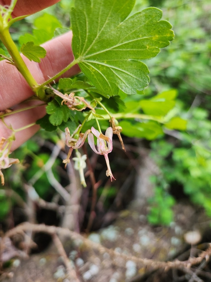 Granite Gooseberry photo 5