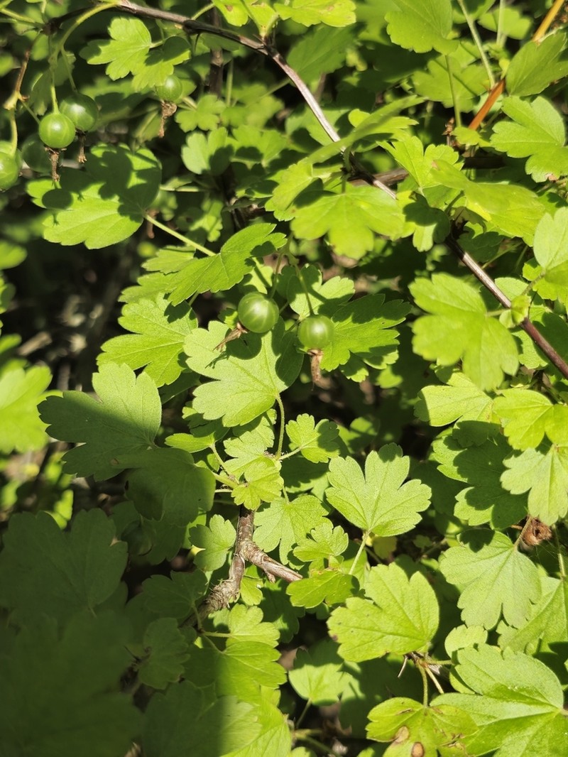 Granite Gooseberry photo 6