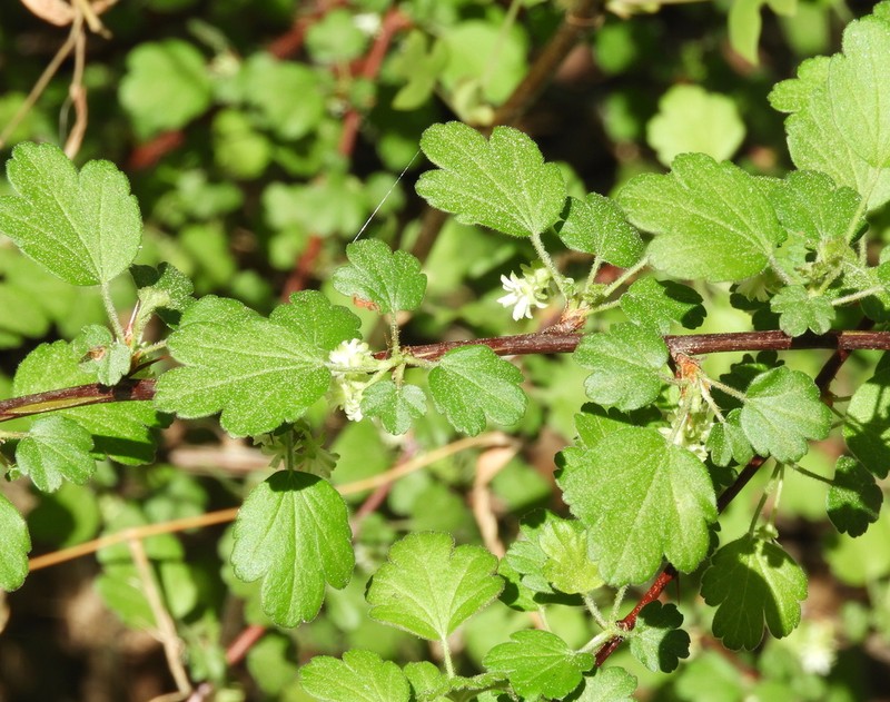 Granite Gooseberry photo 8