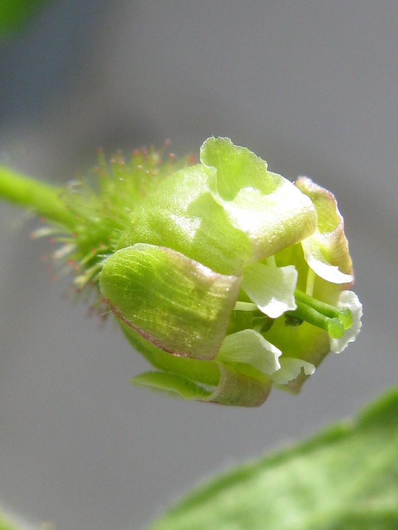 Eastern Prickly Gooseberry photo 5