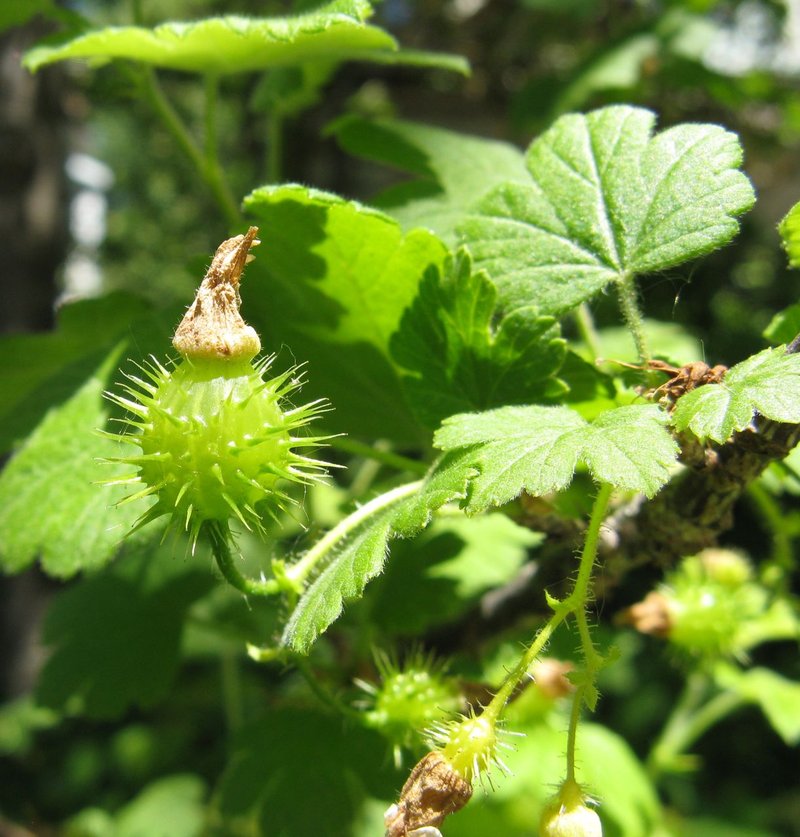 Eastern Prickly Gooseberry photo 7