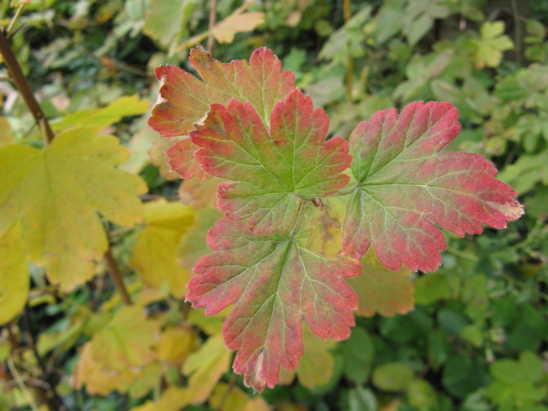 Eastern Prickly Gooseberry photo 2