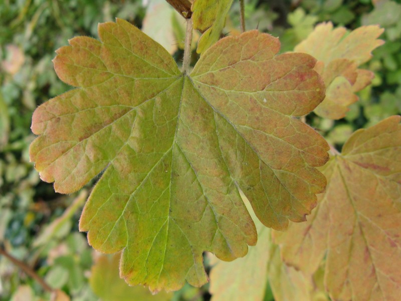 Eastern Prickly Gooseberry photo 3