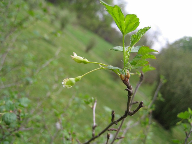 Eastern Prickly Gooseberry photo 4