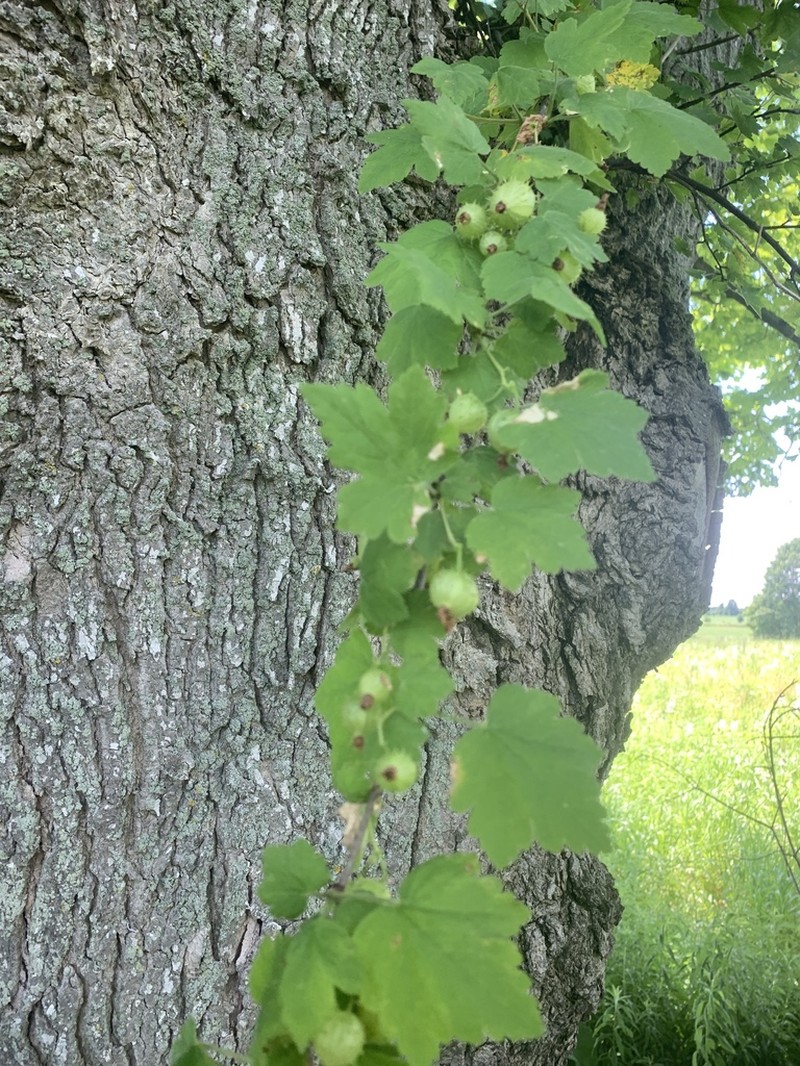 Eastern Prickly Gooseberry photo 2