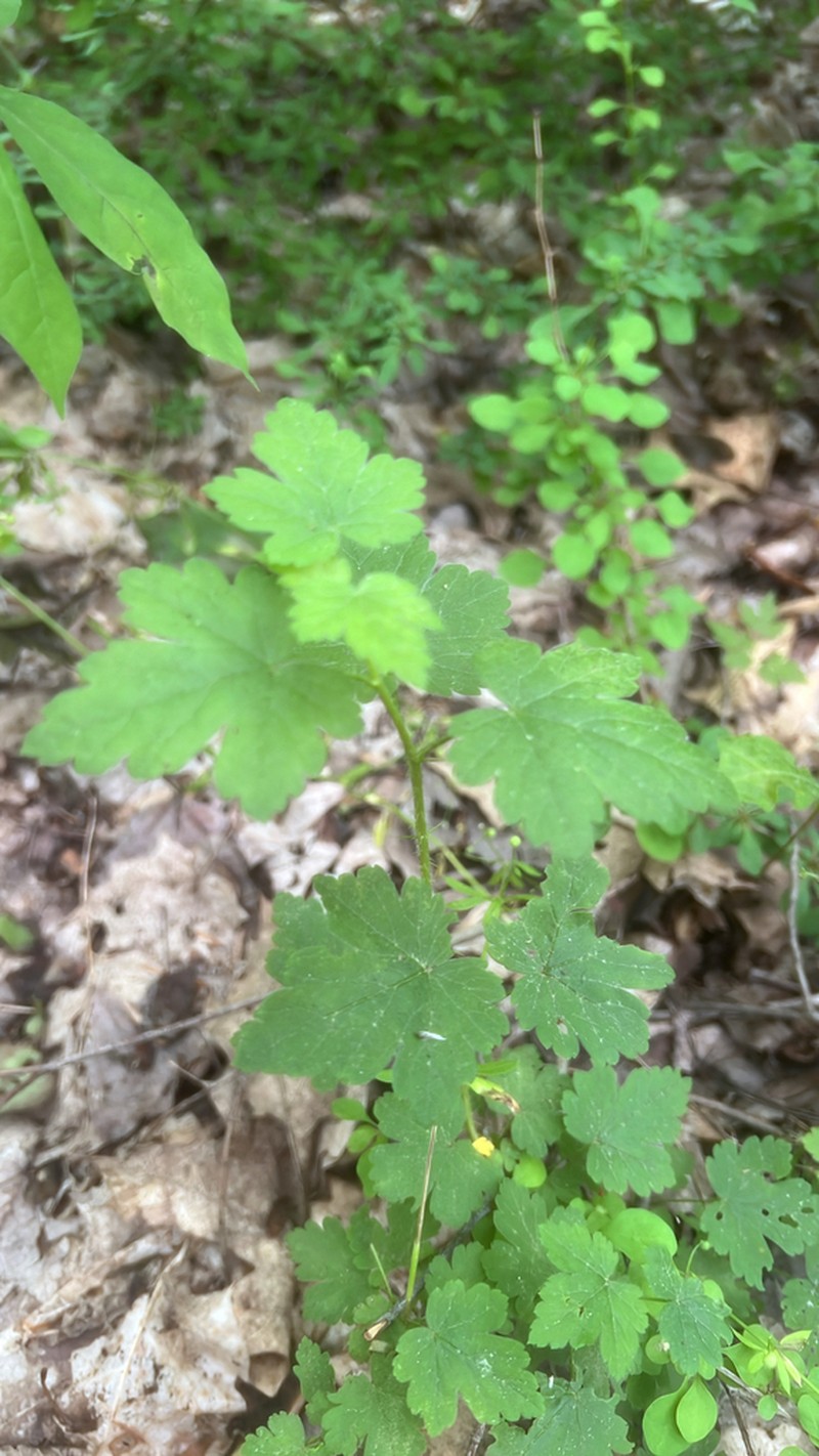 Eastern Prickly Gooseberry photo 3