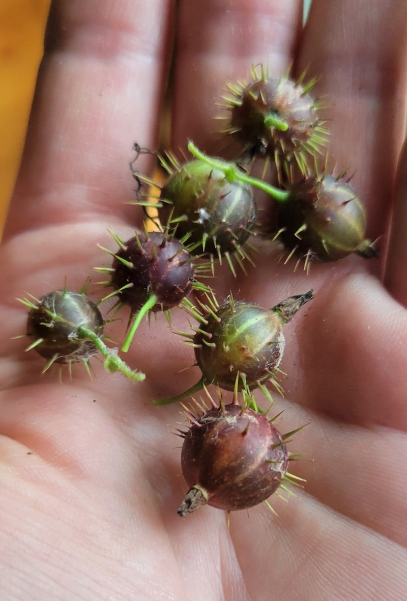 Eastern Prickly Gooseberry photo 4