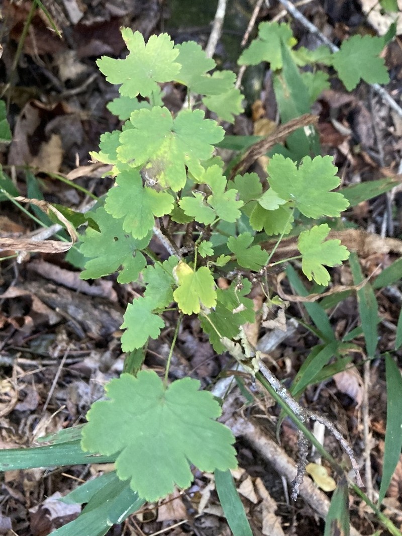 Eastern Prickly Gooseberry photo 5
