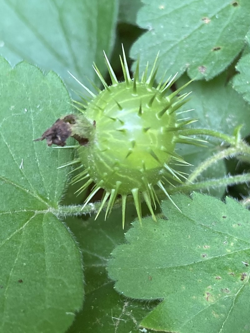 Eastern Prickly Gooseberry photo 6