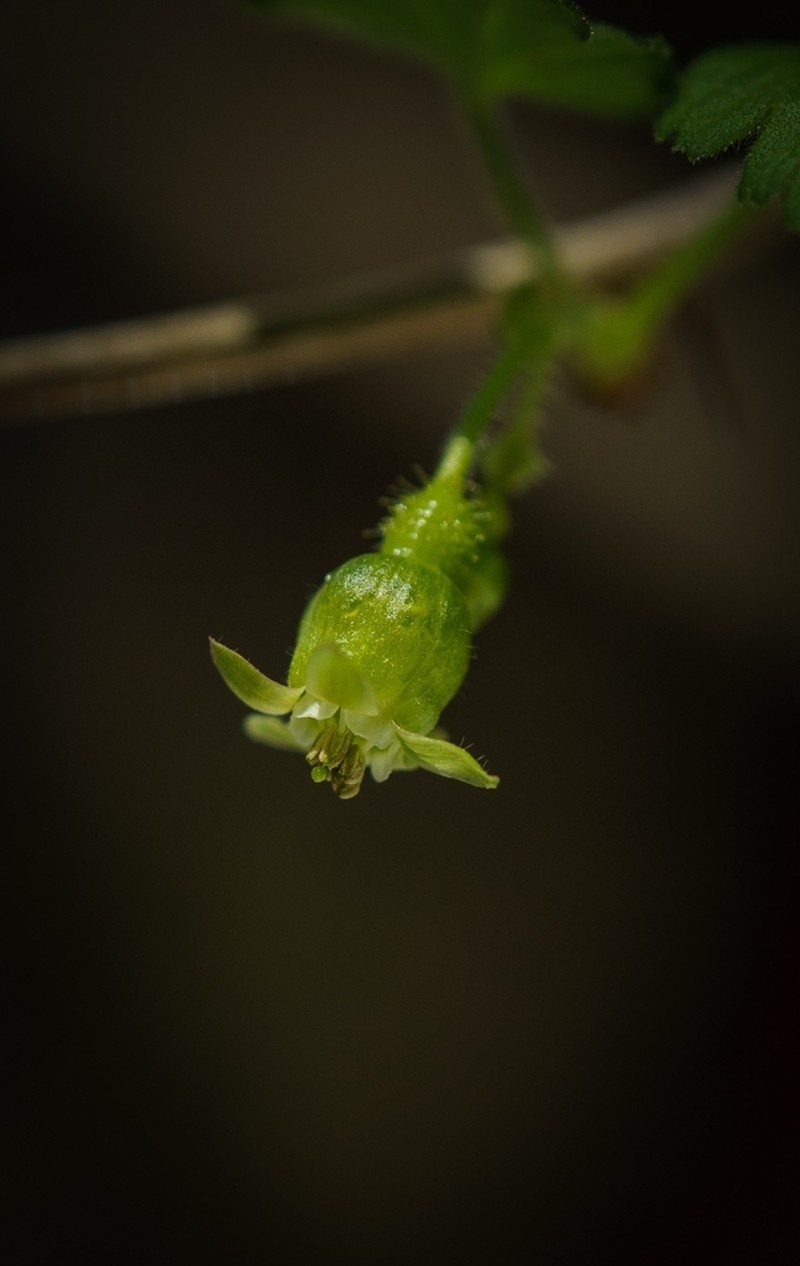 Eastern Prickly Gooseberry photo 7