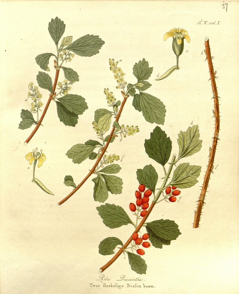 Siberian Currant photo 3
