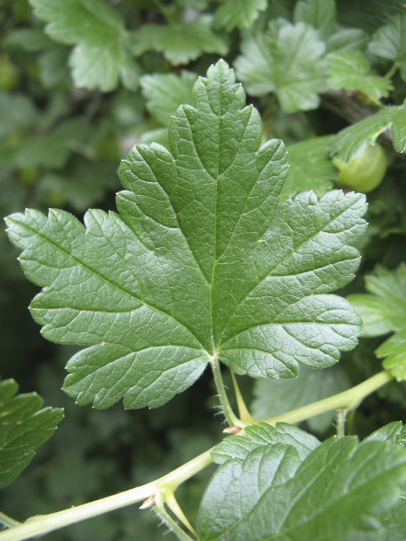 Spreading Gooseberry photo 6