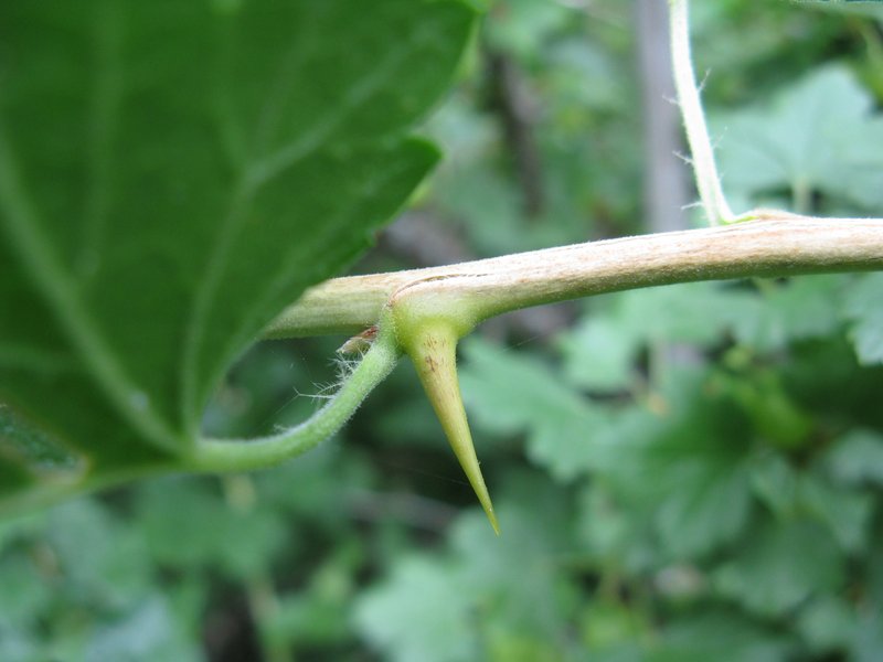 Spreading Gooseberry photo 7