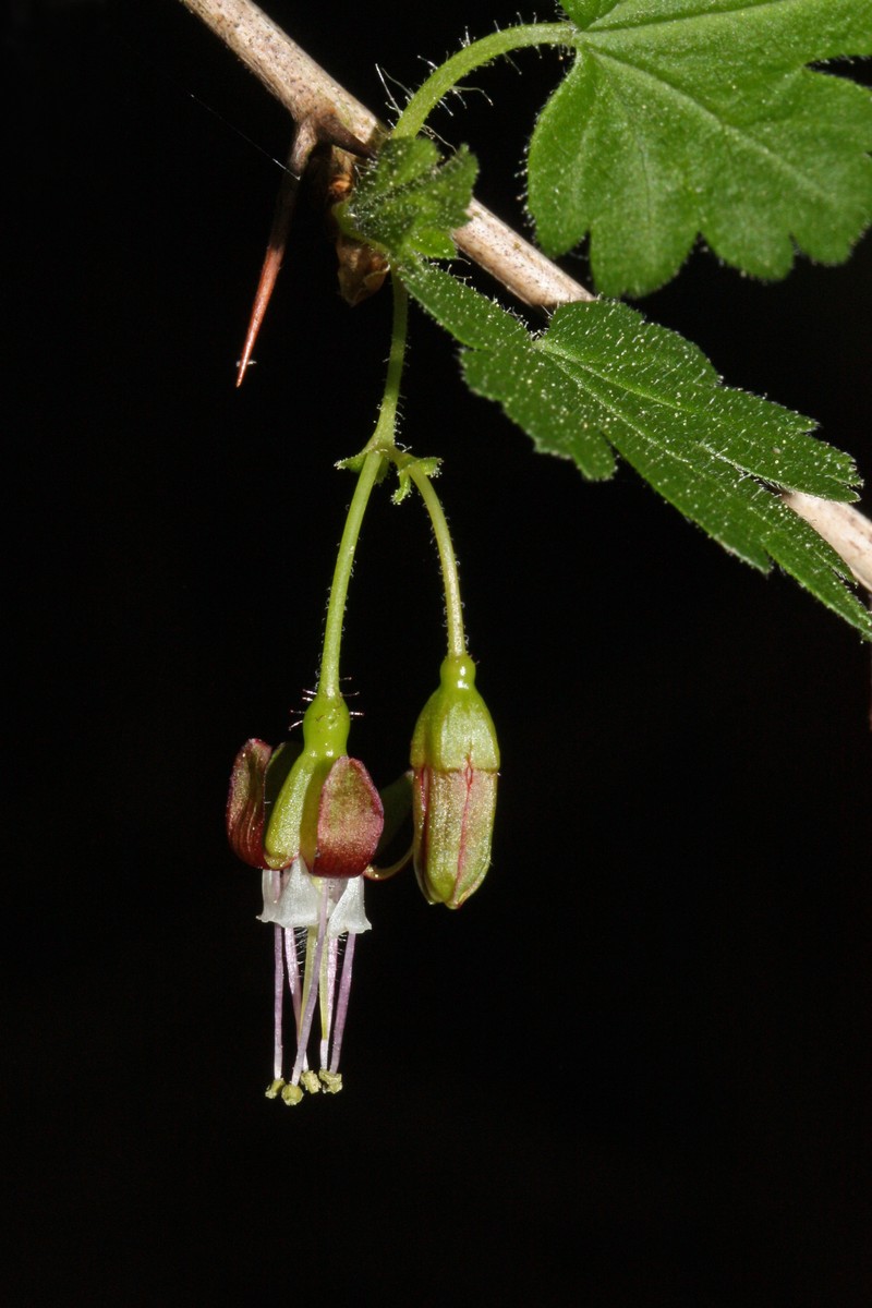 Spreading Gooseberry photo 2
