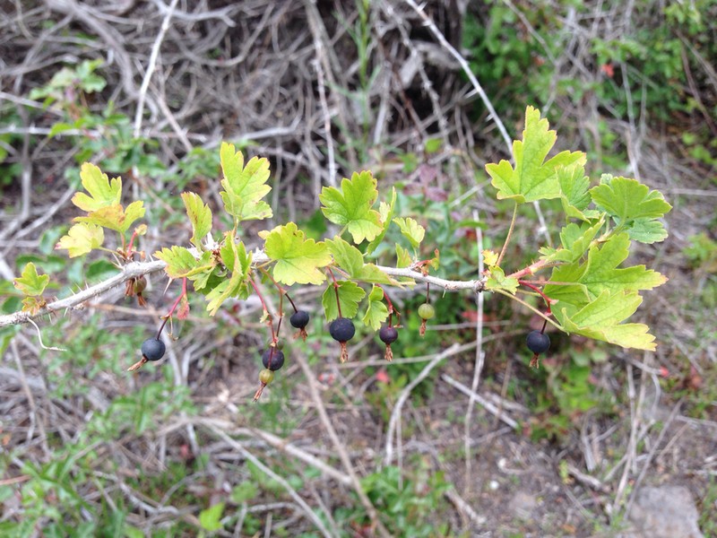 Spreading Gooseberry photo 5
