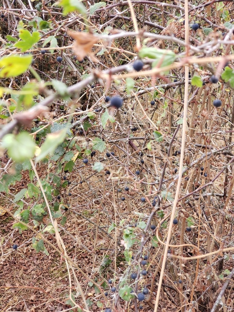 Spreading Gooseberry photo 6