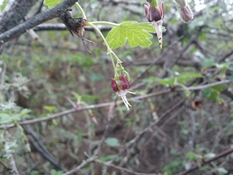 Spreading Gooseberry photo 7