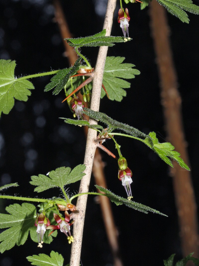 Ribes divaricatum var. divaricatum