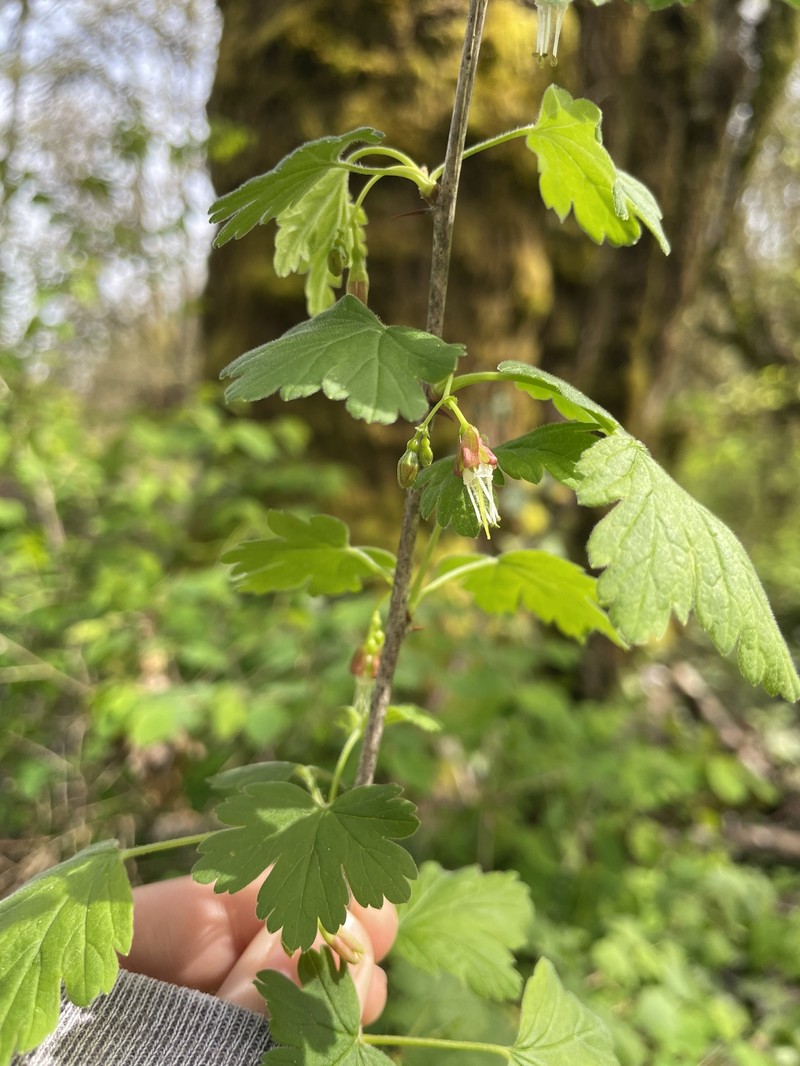Ribes divaricatum var. divaricatum photo 5