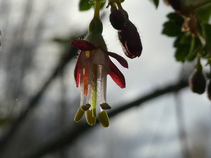 Ribes divaricatum var. divaricatum photo 6