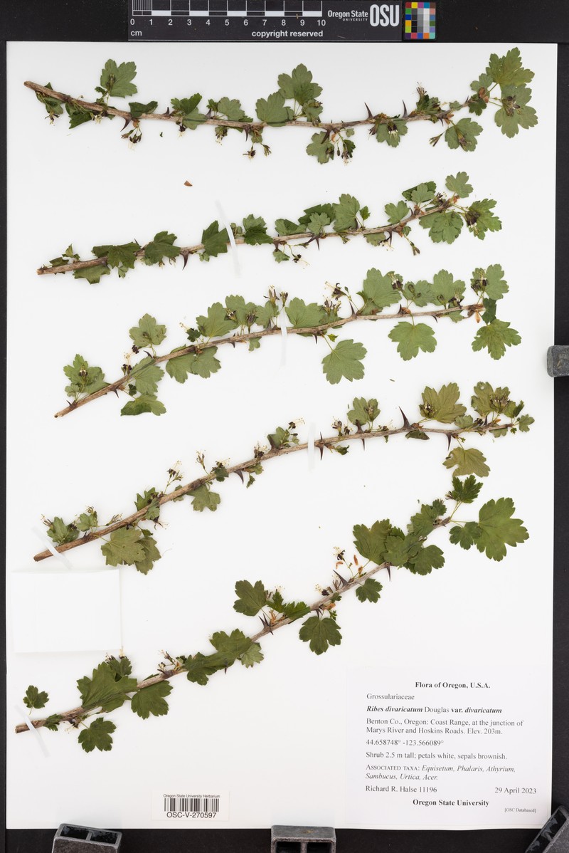 Ribes divaricatum var. divaricatum photo 7