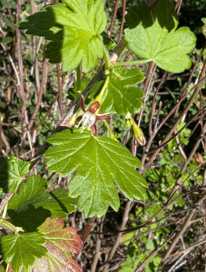 Ribes divaricatum var. pubiflorum photo 5
