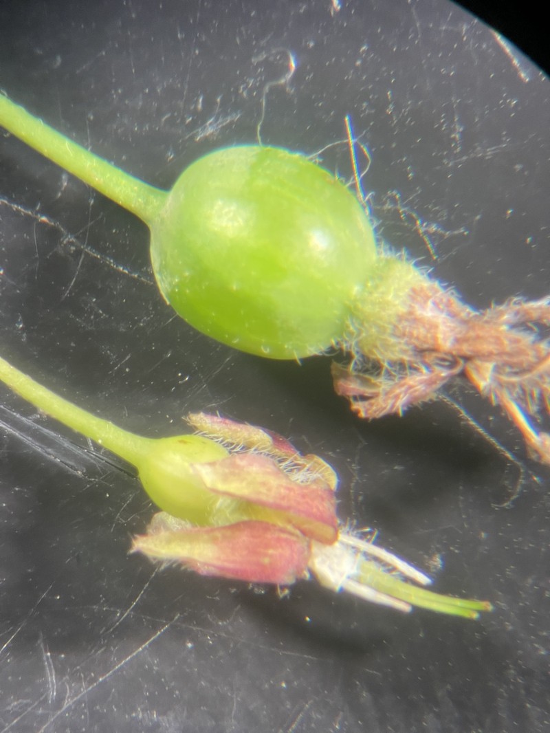 Ribes divaricatum var. pubiflorum photo 6
