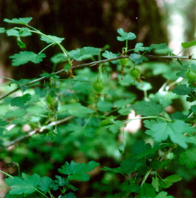 Miccosukee Gooseberry
