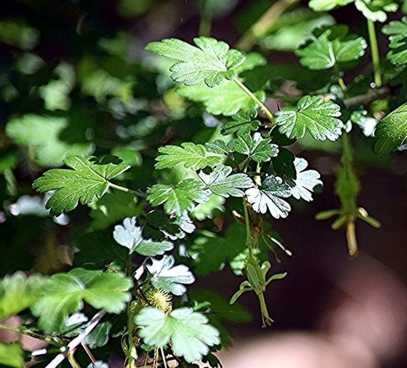 Miccosukee Gooseberry photo 3