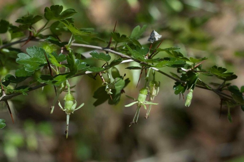Miccosukee Gooseberry photo 4