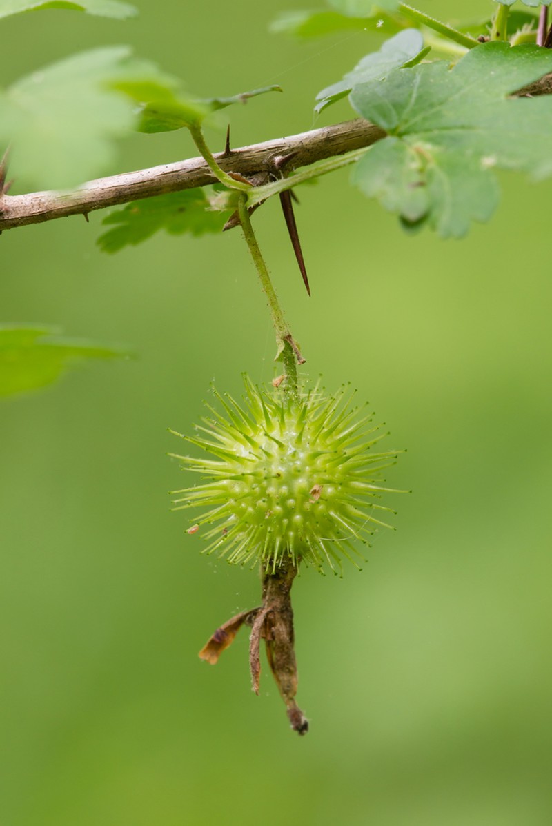 Miccosukee Gooseberry photo 5