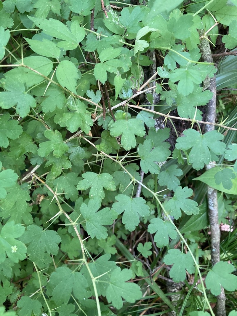 Miccosukee Gooseberry photo 6