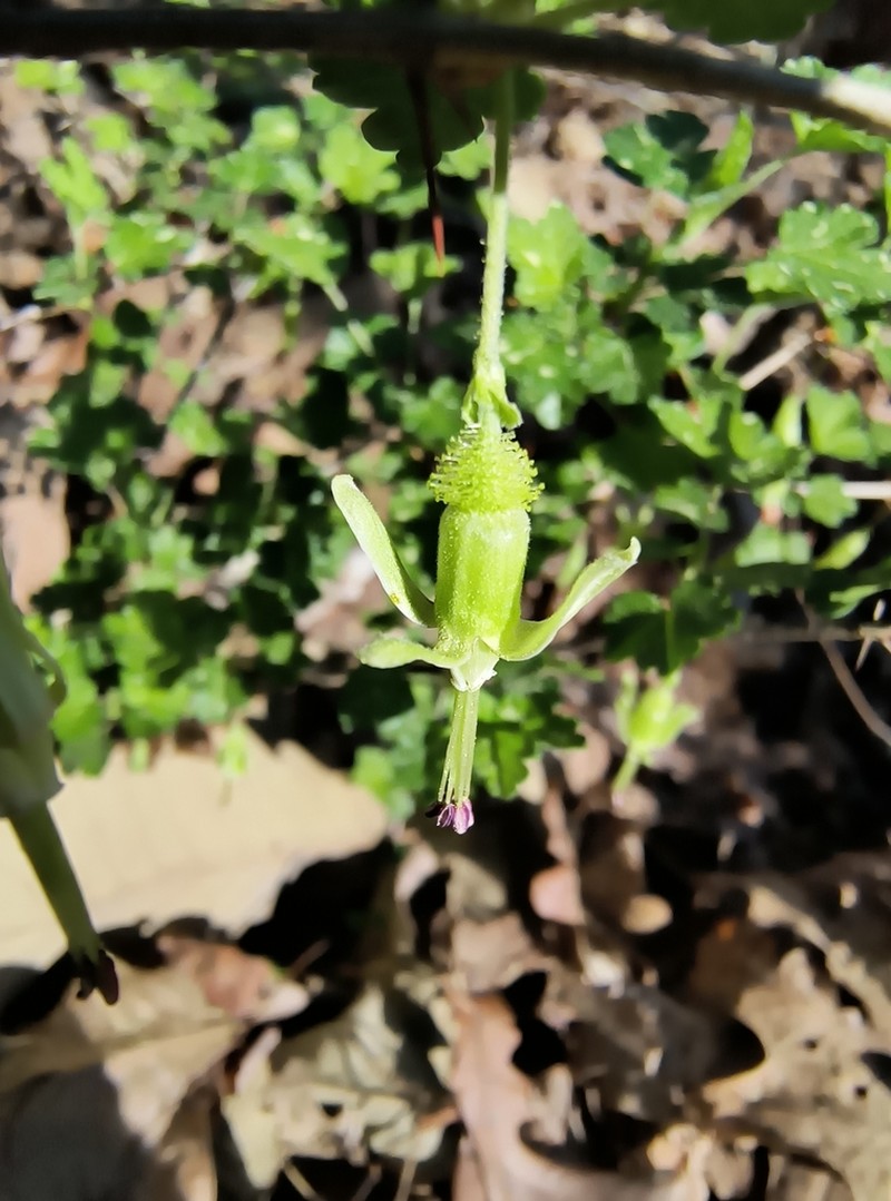Miccosukee Gooseberry photo 7