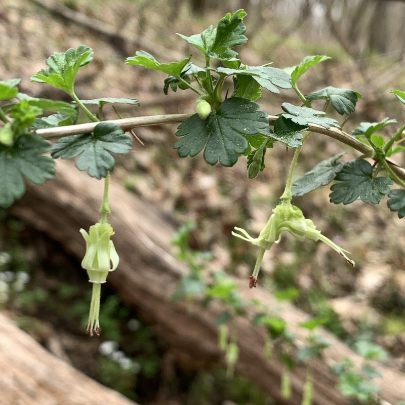 Miccosukee Gooseberry photo 8