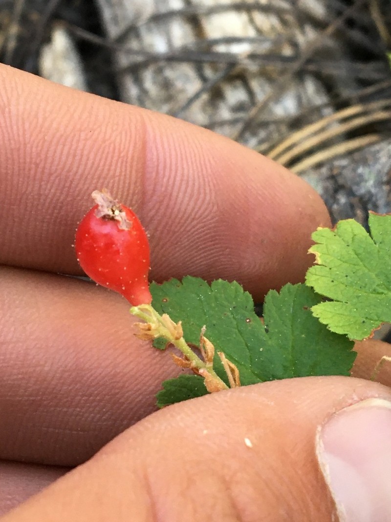 Crater Lake Currant