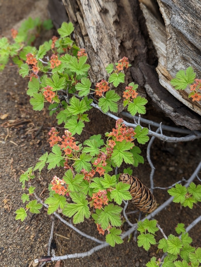 Crater Lake Currant photo 2