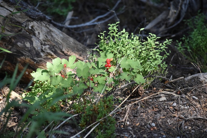 Crater Lake Currant photo 3