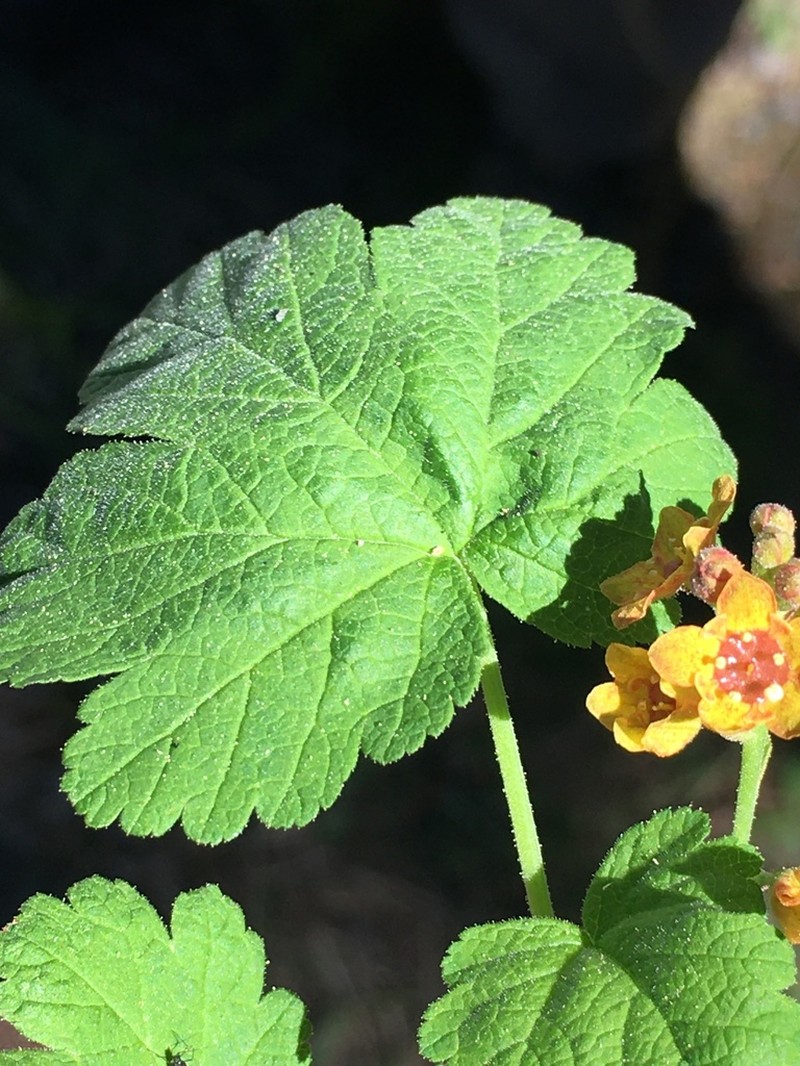 Crater Lake Currant photo 4