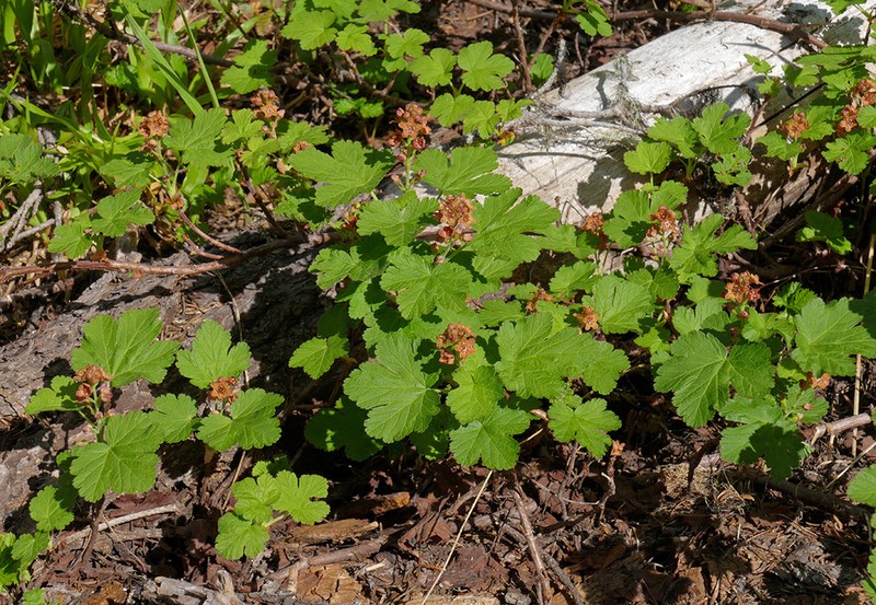 Crater Lake Currant photo 6