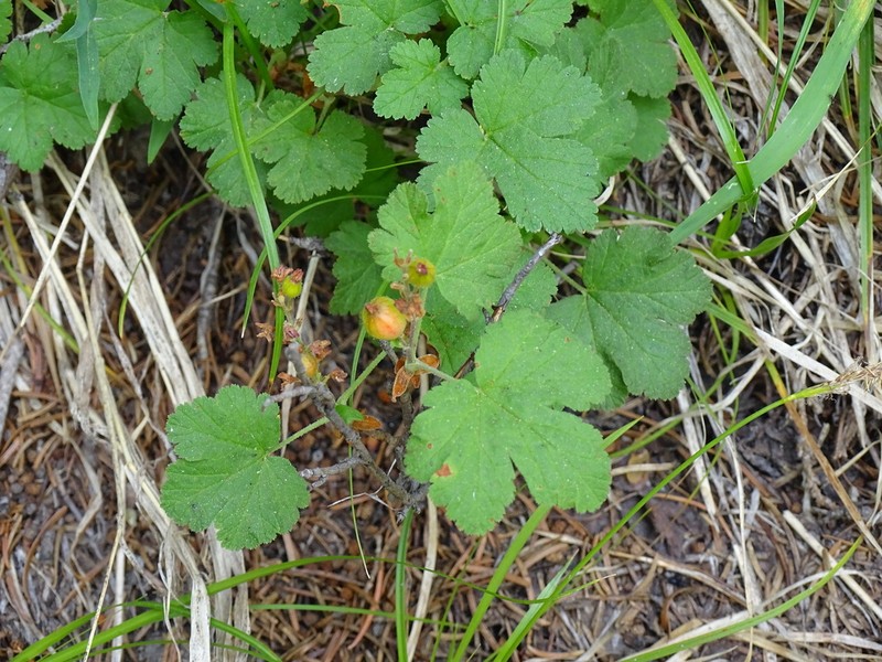 Crater Lake Currant photo 7