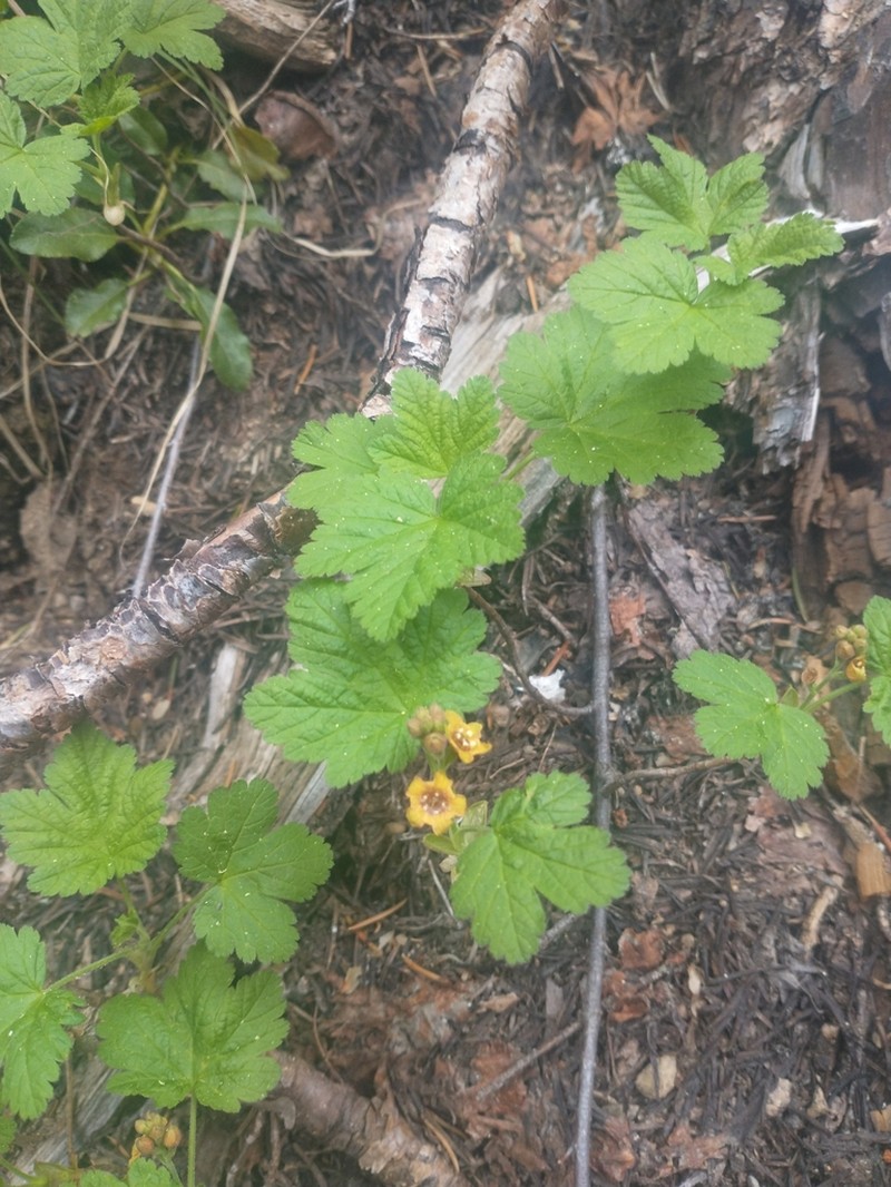 Crater Lake Currant photo 8