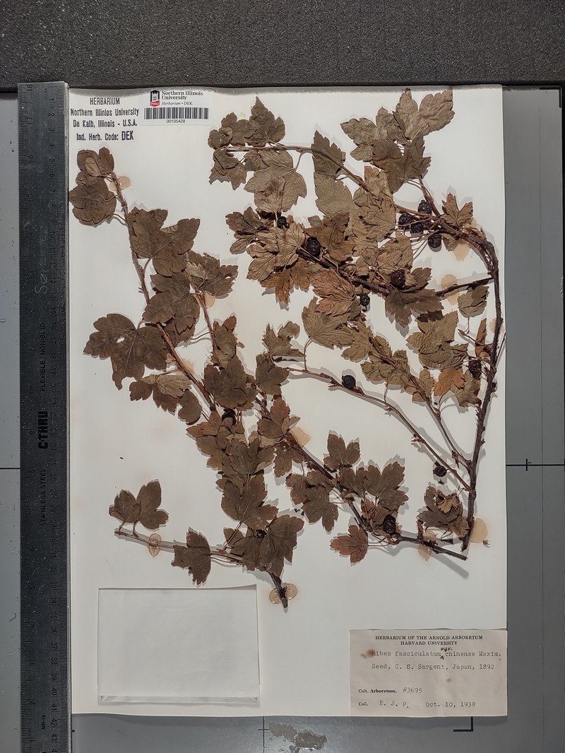 Ribes fasciculatum var. fasciculatum