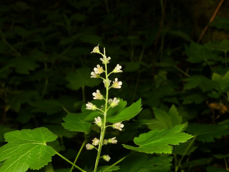 Skunk Currant